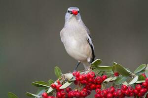 White banded Mockingbird,Mimus triurus,eating wild fruits Calden Forest, La Pampa , Argentina photo