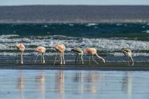 Flamingos feeding at low tide, Peninsula Valdes, Patagonia, Argentina photo