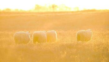 Landscape with sheep at sunset in the field photo