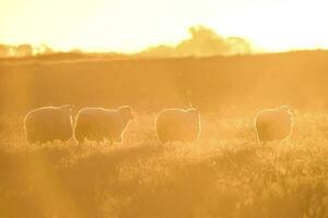 Landscape with sheep at sunset in the field photo