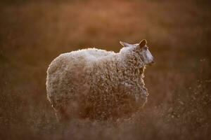 Landscape with sheep at sunset in the field photo