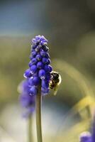 Bee on violet flowers in Patagonia photo