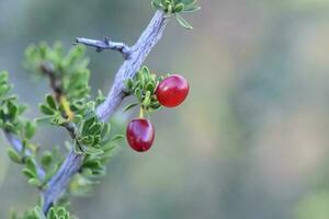 pequeño rojo salvaje frutas en el pampa bosque, Patagonia, argentina foto