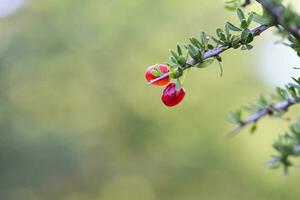 Red Wild fruits, in Patagonia Forest, Argentina photo