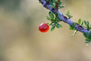 rojo salvaje frutas, en Patagonia bosque, argentina foto