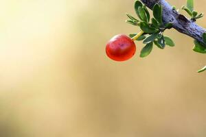 Red Wild fruits, in Patagonia Forest, Argentina photo