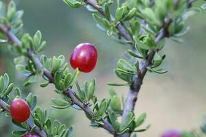Red Wild fruits, in Patagonia Forest, Argentina photo