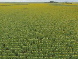 Sunflower cultivation, Aerial view, in pampas region, Argentina photo