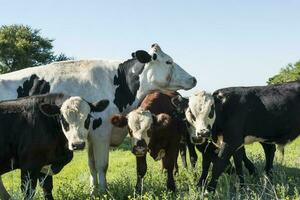 Cows raised with natural grass, Argentine meat production photo