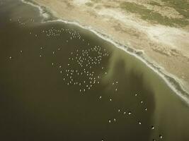 Flamingos in patagonia , Aerial View photo