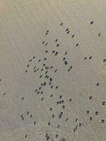 Large scale meat production in Argentina, aerial view of a batch of cows photo