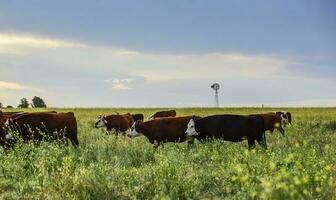 Cows raised with natural grass, Argentine meat production photo