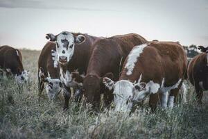 vacas elevado con natural césped, argentino carne producción foto