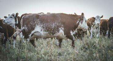 vacas elevado con natural césped, argentino carne producción foto