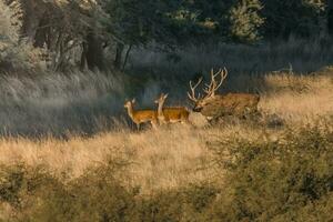 Red deer in Parque Luro Nature Reserve, La Pampa, Argentina photo