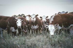 vacas elevado con natural césped, argentino carne producción foto