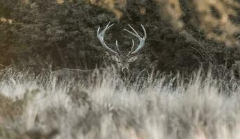 Red deer in Parque Luro Nature Reserve, La Pampa, Argentina photo