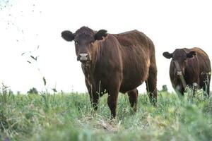 vacas elevado con natural césped, argentino carne producción foto