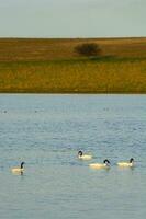 negro cuello cisne nadando en un laguna, la pampa provincia, Patagonia, argentina. foto