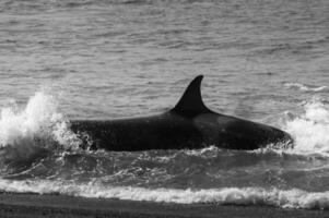 Orca patrolling the shoreline, Peninsula Valdes, Patagonia, Argentina. photo