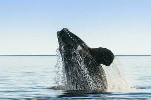 Southern right whale,jumping behavior, Puerto Madryn, Patagonia, Argentina photo