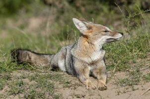 Pampas Grey fox yawning ,in Pampas grass environment, La Pampa province, Patagonia, Argentina. photo