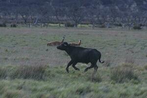 Water buffalo, Bubalus bubalis, species introduced in Argentina, La Pampa province, Patagonia. photo