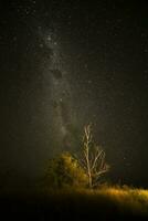 Pampas landscape photographed at night with a starry sky, La Pampa province, Patagonia , Argentina. photo