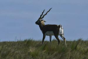 Male Blackbuck Antelope in Pampas plain environment, La Pampa province, Argentina photo