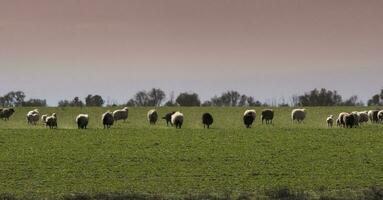 Steers and sheeps fed on pasture, La Pampa, Argentina photo