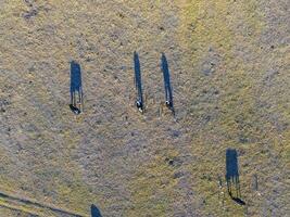 Steers fed with natural grass, Pampas, Argentina photo