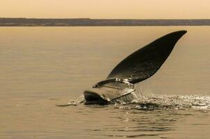 Whale tail in Peninsula Valdes,, Patagonia, Argentina photo