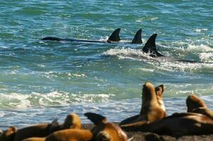 asesino ballena, orca, caza un mar leones , península Valdés, Patagonia argentina foto