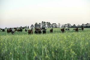 Cattle in Argentine countryside, Buenos Aires Province, Argentina. photo