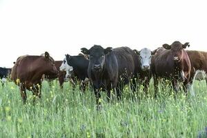 Cattle in Argentine countryside, Pampas, Argentina photo