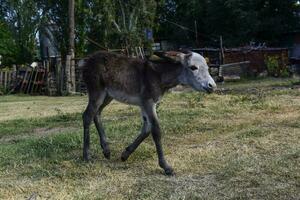 Burro recién nacido bebé en granja, argentino campo foto