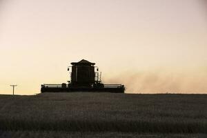 Harvester machine, harvesting in the Argentine countryside, Buenos Aires province, Argentina. photo