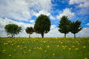 Flowery landscape, La Pampa, Argentina photo