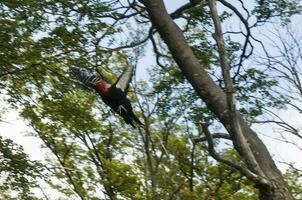 magallánico pájaro carpintero en patagón bosque ambiente, los glaciares nacional parque, Papa Noel cruz, argentina foto