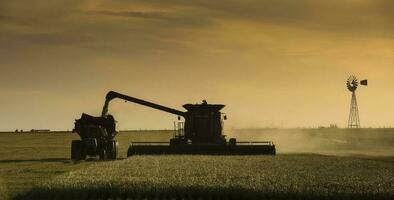 Harvester machine, harvesting in the Argentine countryside, Buenos Aires province, Argentina. photo