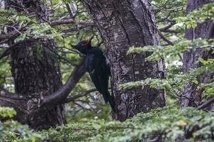 Magellanic Woodpecker in Patagonian forest environment, Los Glaciares National Park, Santa Cruz, Argentina photo