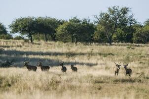 Red deer herd in Calden forest, La Pampa, Argentina. photo