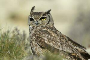 Great Horned Owl, Bubo virginianus nacurutu, Peninsula Valdes, Patagonia, Argentina. photo