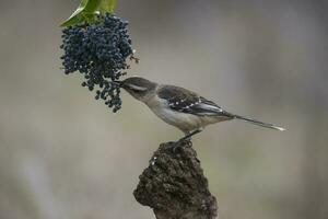 White banded Mockingbird, Patagonia, Argentina photo