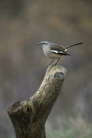 White banded Mockingbird, Patagonia, Argentina photo