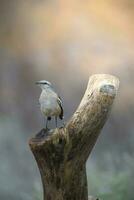 White banded Mockingbird, Patagonia, Argentina photo