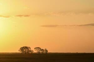 Pampas sunset landscape, La pampa, Argentina photo