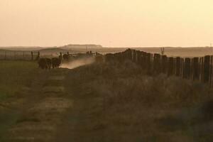 Pampas sunset landscape, La pampa, Argentina photo