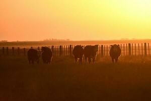 Cattle in Pampas landscape at dusk, Patagonia, Argentina photo