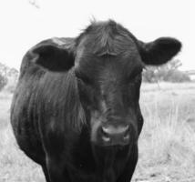 Steers fed on pasture, La Pampa, Argentina photo